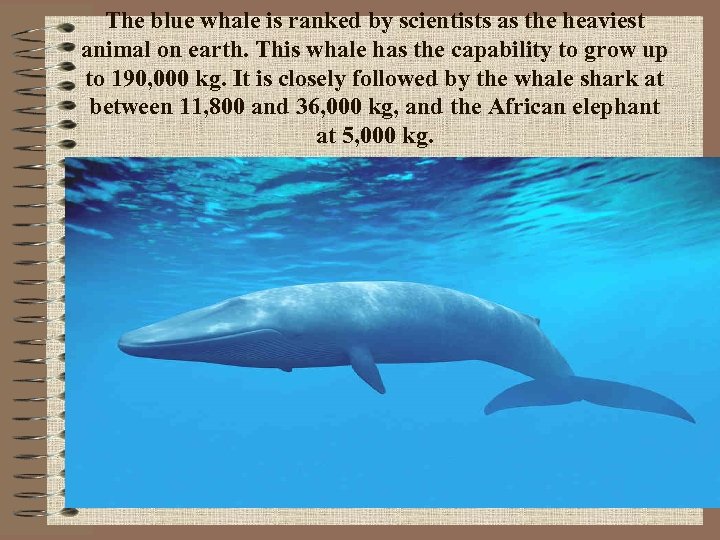 The blue whale is ranked by scientists as the heaviest animal on earth. This