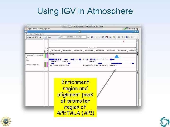 Using IGV in Atmosphere Enrichment region and alignment peak at promoter region of APETALA