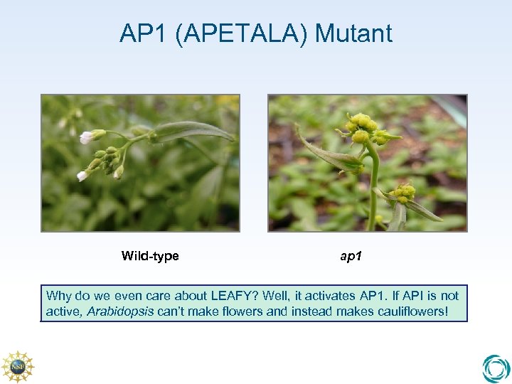 AP 1 (APETALA) Mutant Wild-type ap 1 Why do we even care about LEAFY?