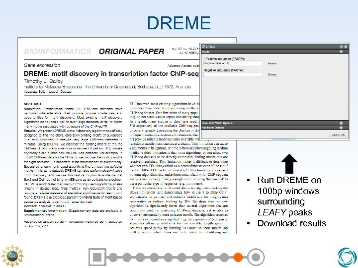 DREME • Run DREME on 100 bp windows surrounding LEAFY peaks • Download results