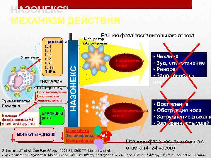 НАЗОНЕКС® МЕХАНИЗМ ДЕЙСТВИЯ Ранняя фаза воспалительного ответа ГИСТАМИН Тучная клетка Базофил Блокада фосфолипазы А