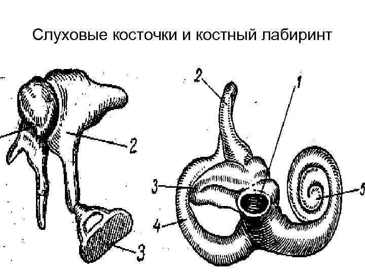 Слуховые косточки и костный лабиринт 