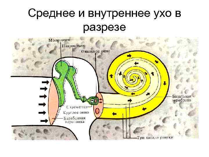 Среднее и внутреннее ухо в разрезе 