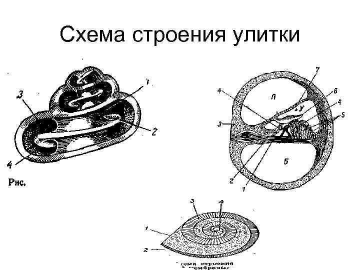 Схема строения улитки 