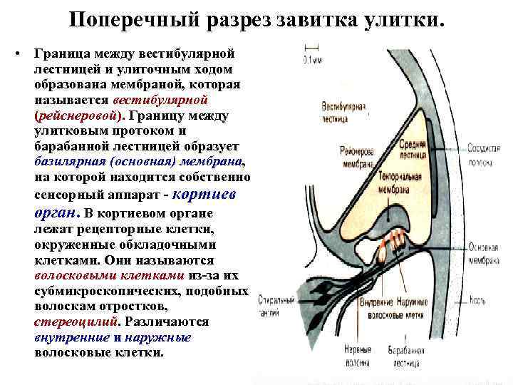 Поперечный разрез завитка улитки. • Граница между вестибулярной лестницей и улиточным ходом образована мембраной,