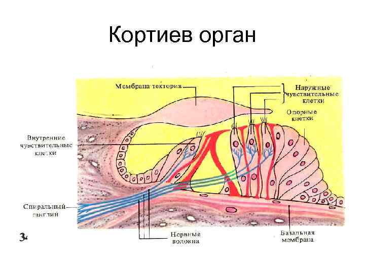 Кортиев орган 