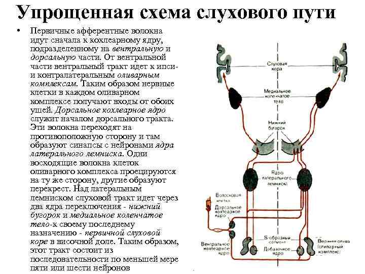 Упрощенная схема слухового пути • Первичные афферентные волокна идут сначала к кохлеарному ядру, подразделенному