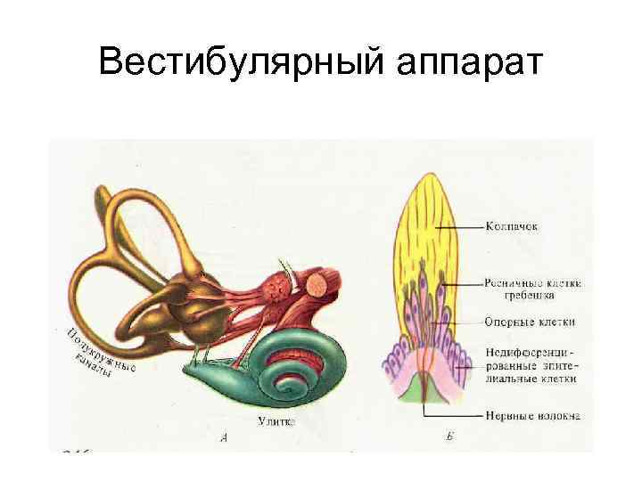 Вестибулярный аппарат 