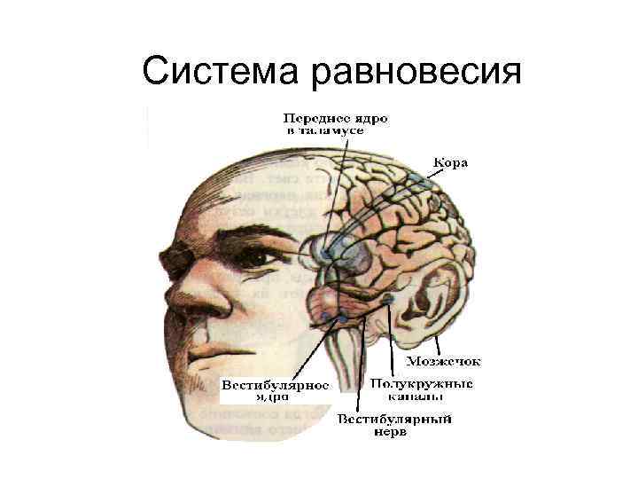 Система равновесия 