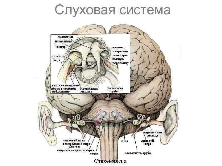 Слуховая система 