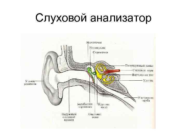 Слуховой анализатор 