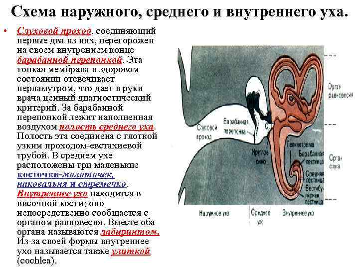 Схема наружного, среднего и внутреннего уха. • Слуховой проход, соединяющий первые два из них,