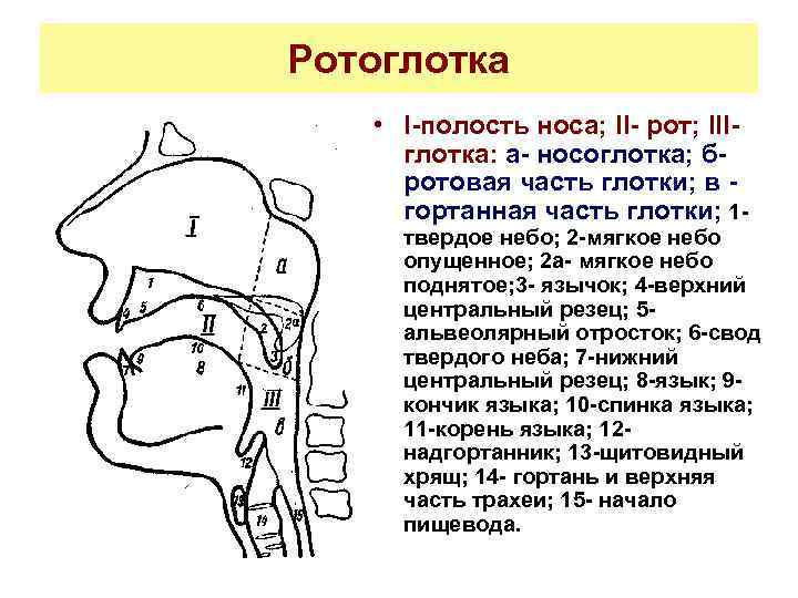 Ротоглотка • I-полость носа; II- рот; IIIглотка: а- носоглотка; бротовая часть глотки; в гортанная