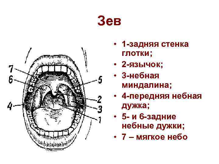 Зев • 1 -задняя стенка глотки; • 2 -язычок; • 3 -небная миндалина; •