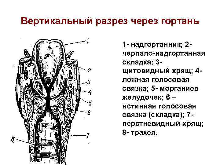 Вертикальный разрез через гортань 1 - надгортанник; 2 черпало-надгортанная складка; 3 щитовидный хрящ; 4