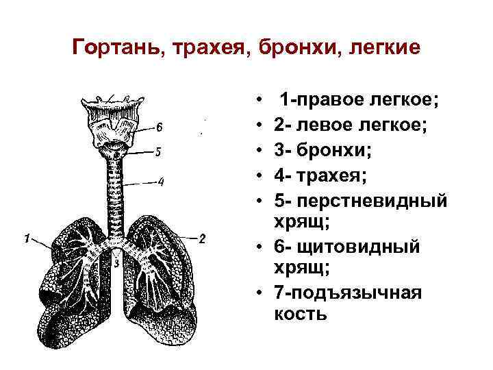 Гортань, трахея, бронхи, легкие • • • 1 -правое легкое; 2 - левое легкое;