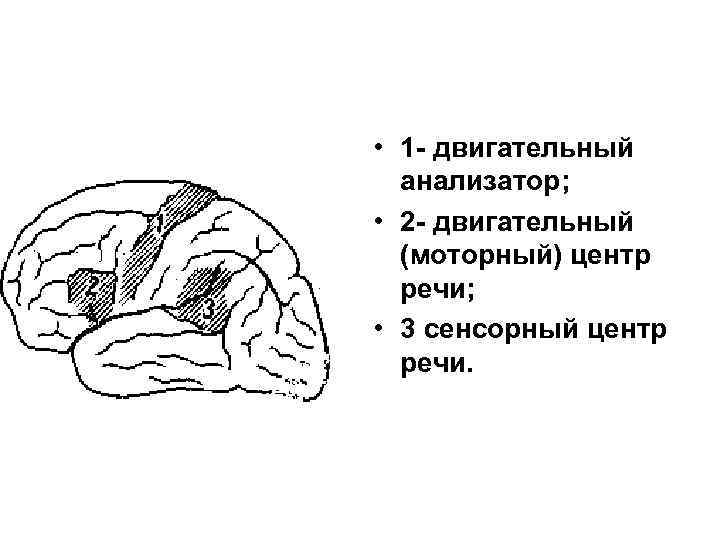  • 1 - двигательный анализатор; • 2 - двигательный (моторный) центр речи; •