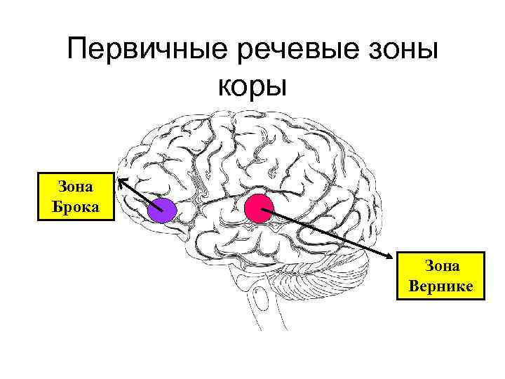 Первичные речевые зоны коры Зона Брока Зона Вернике 