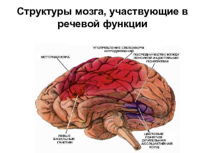 Структуры мозга, участвующие в речевой функции 