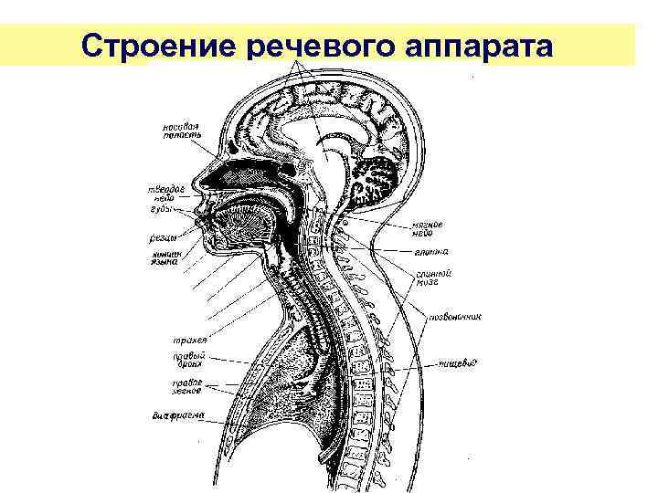 Строение речевого аппарата 