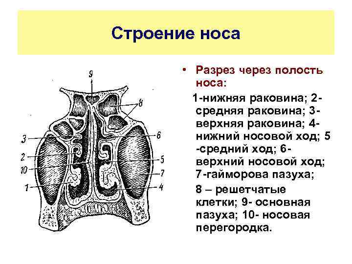 Строение носа • Разрез через полость носа: 1 -нижняя раковина; 2 средняя раковина; 3