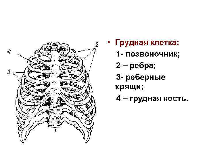  • Грудная клетка: 1 - позвоночник; 2 – ребра; 3 - реберные хрящи;