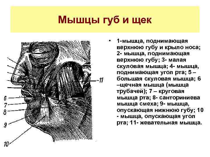 Мышцы губ и щек • 1 -мышца, поднимающая верхнюю губу и крыло носа; 2