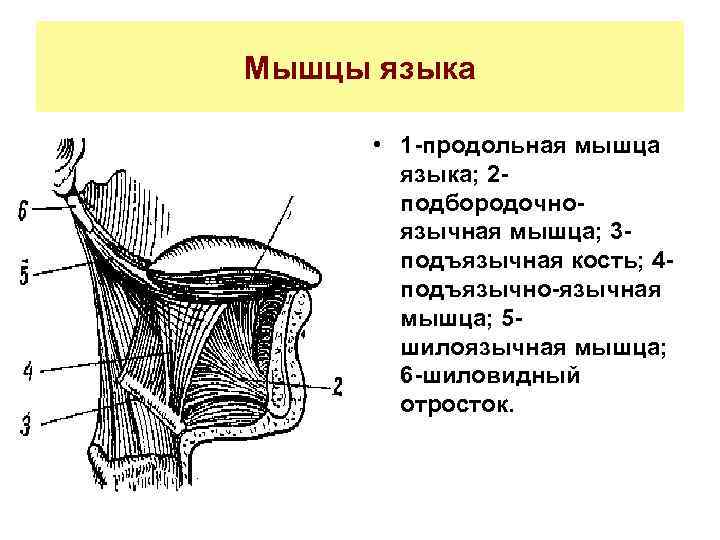 Мышцы языка картинка