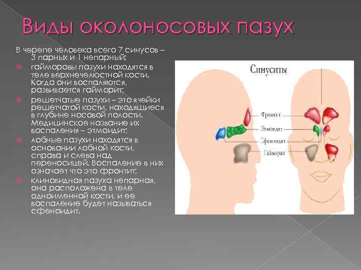 Виды околоносовых пазух В черепе человека всего 7 синусов – 3 парных и 1