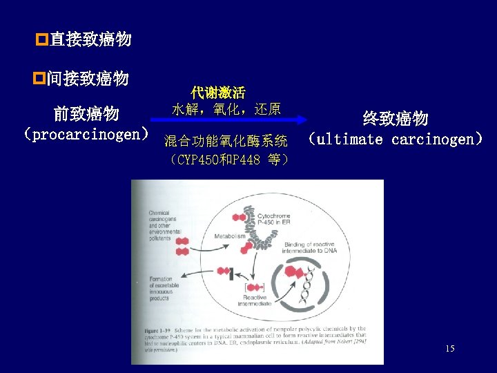 p直接致癌物 p间接致癌物 代谢激活 水解，氧化，还原 前致癌物 终致癌物 （procarcinogen） 混合功能氧化酶系统 （ultimate carcinogen） （CYP 450和P 448 等）