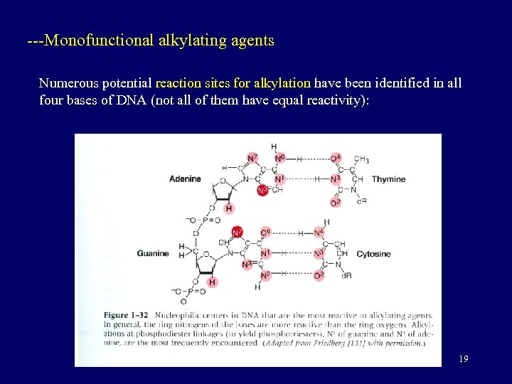 ---Monofunctional alkylating agents Numerous potential reaction sites for alkylation have been identified in all