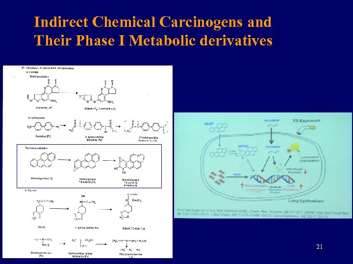 Indirect Chemical Carcinogens and Their Phase I Metabolic derivatives 21 