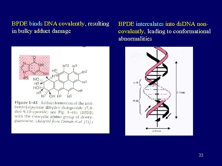 BPDE binds DNA covalently, resulting in bulky adduct damage BPDE intercalates into ds. DNA