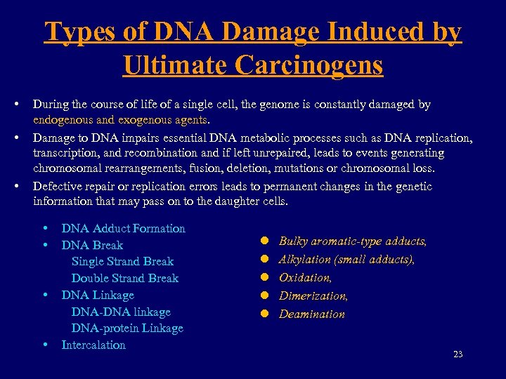 Types of DNA Damage Induced by Ultimate Carcinogens • • • During the course