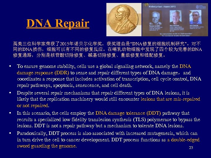 DNA Repair 英美三位科学家荣获了2015年诺贝尔化学奖，获奖理由是“DNA修复的细胞机制研究”。对不 同的DNA损伤，细胞可以有不同的修复反应。在哺乳动物细胞中发现了四个较为完善的DNA 修复通路，分别是核苷酸切除修复、碱基切除修复、重组修复和错配修复。 • • To ensure genome stability, cells use a