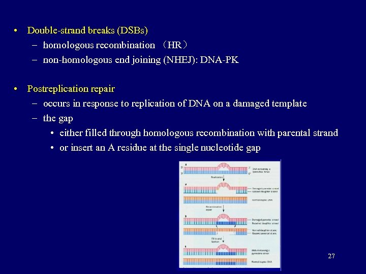  • Double-strand breaks (DSBs) – homologous recombination （HR） – non-homologous end joining (NHEJ):