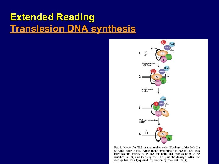 Extended Reading Translesion DNA synthesis 28 