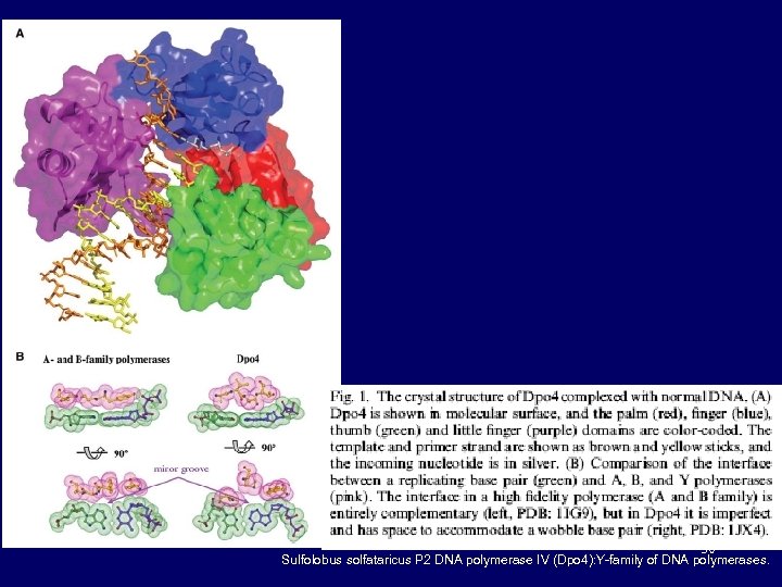 30 Sulfolobus solfataricus P 2 DNA polymerase IV (Dpo 4): Y-family of DNA polymerases.