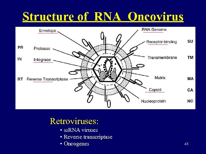 Structure of RNA Oncovirus Retroviruses: • ss. RNA viruses • Reverse transcriptase • Oncogenes