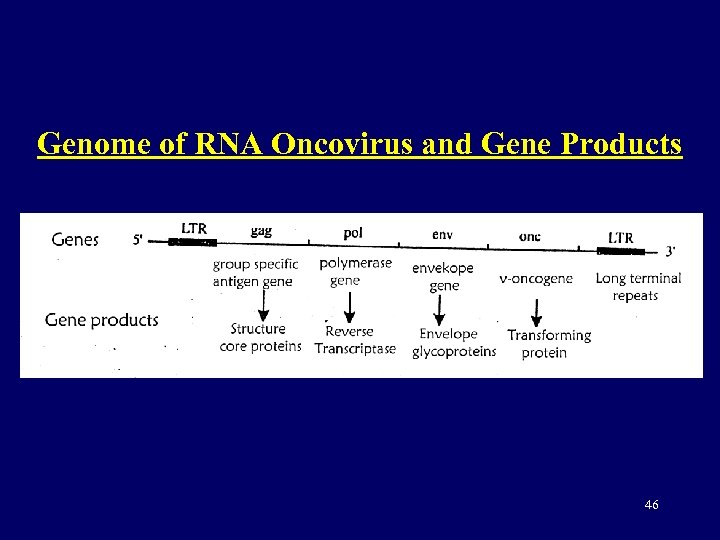 Genome of RNA Oncovirus and Gene Products 46 