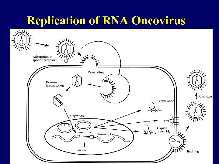 Replication of RNA Oncovirus 48 