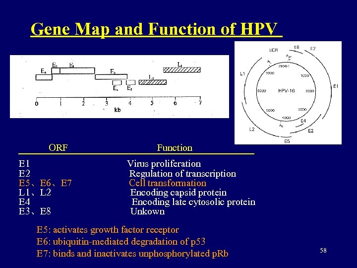 Gene Map and Function of HPV ORF E 1 E 2 E 5、E 6、E