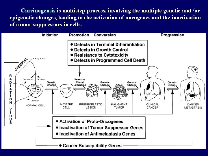 Carcinogensis is multistep process, involving the multiple genetic and /or epigenetic changes, leading to