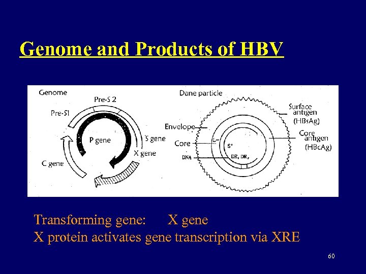 Genome and Products of HBV Transforming gene: X gene X protein activates gene transcription