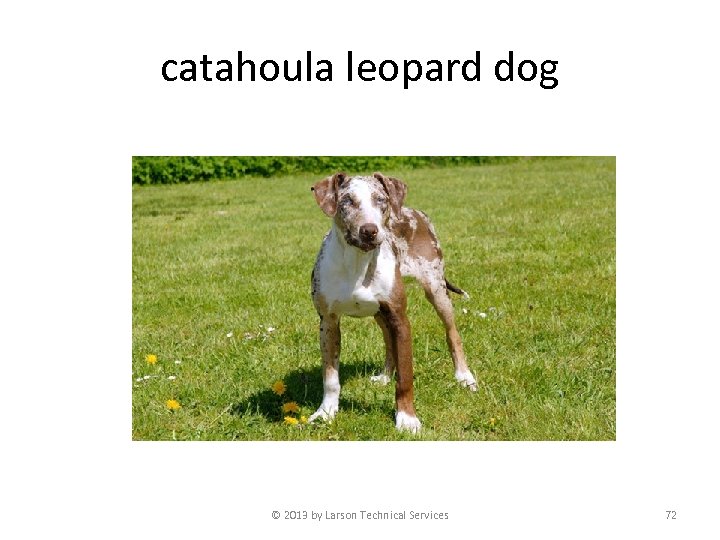 catahoula leopard dog © 2013 by Larson Technical Services 72 