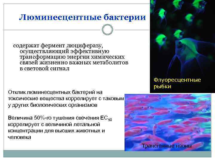 Организмы использующие энергию химических связей