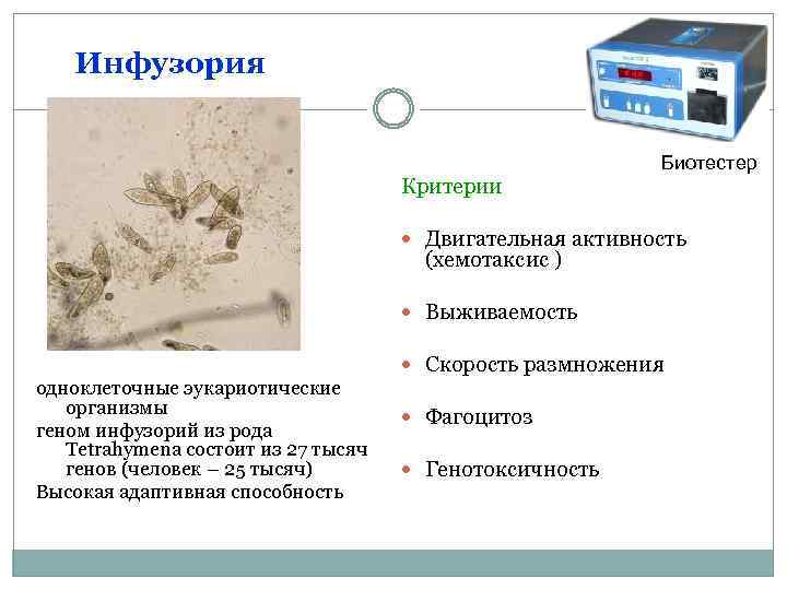 Наблюдение за хемотаксисом. Инфузория фагоцитоз. Биотестирование на инфузориях. Инфузория способна к фагоцитозу. Устройства для биотестирования воды.