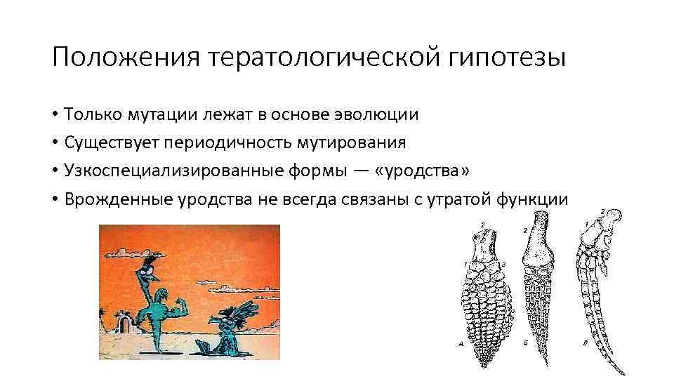 Положения тератологической гипотезы • Только мутации лежат в основе эволюции • Существует периодичность мутирования