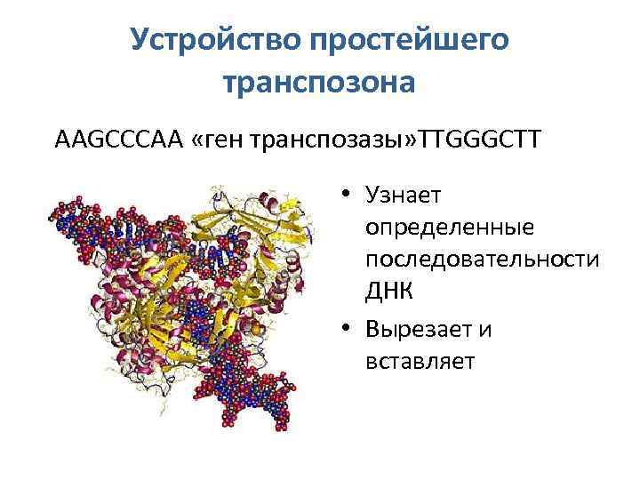 Устройство простейшего транспозона AAGCCCAA «ген транспозазы» TTGGGCTT • Узнает определенные последовательности ДНК • Вырезает