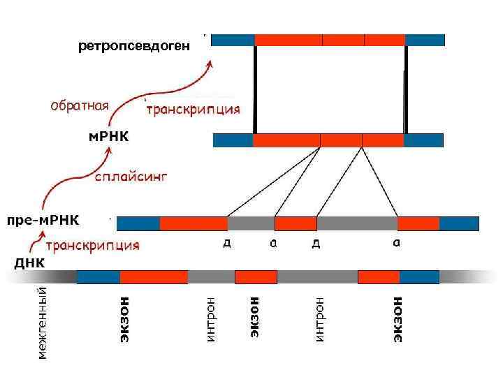ретропсевдоген обратная 